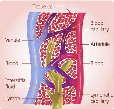 microcirculation