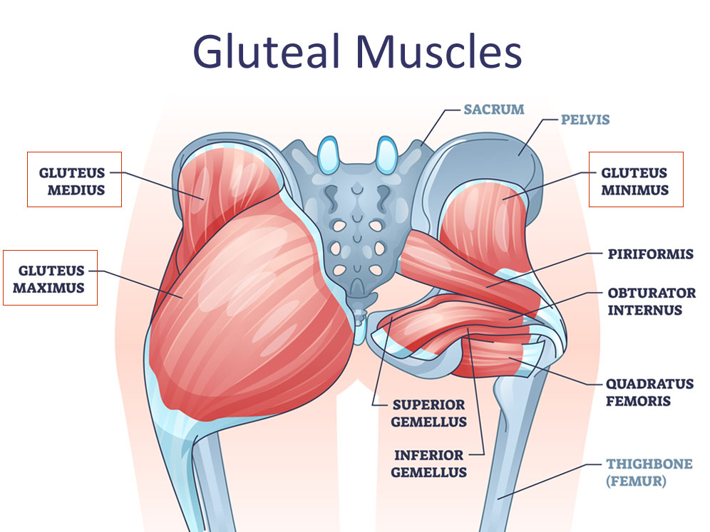 hip muscles